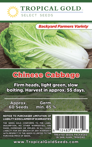 CHINESE CABBAGE