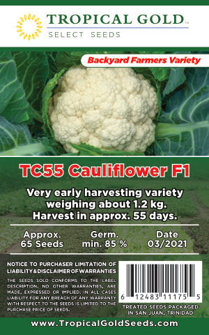 TC55 CAULIFLOWER F1